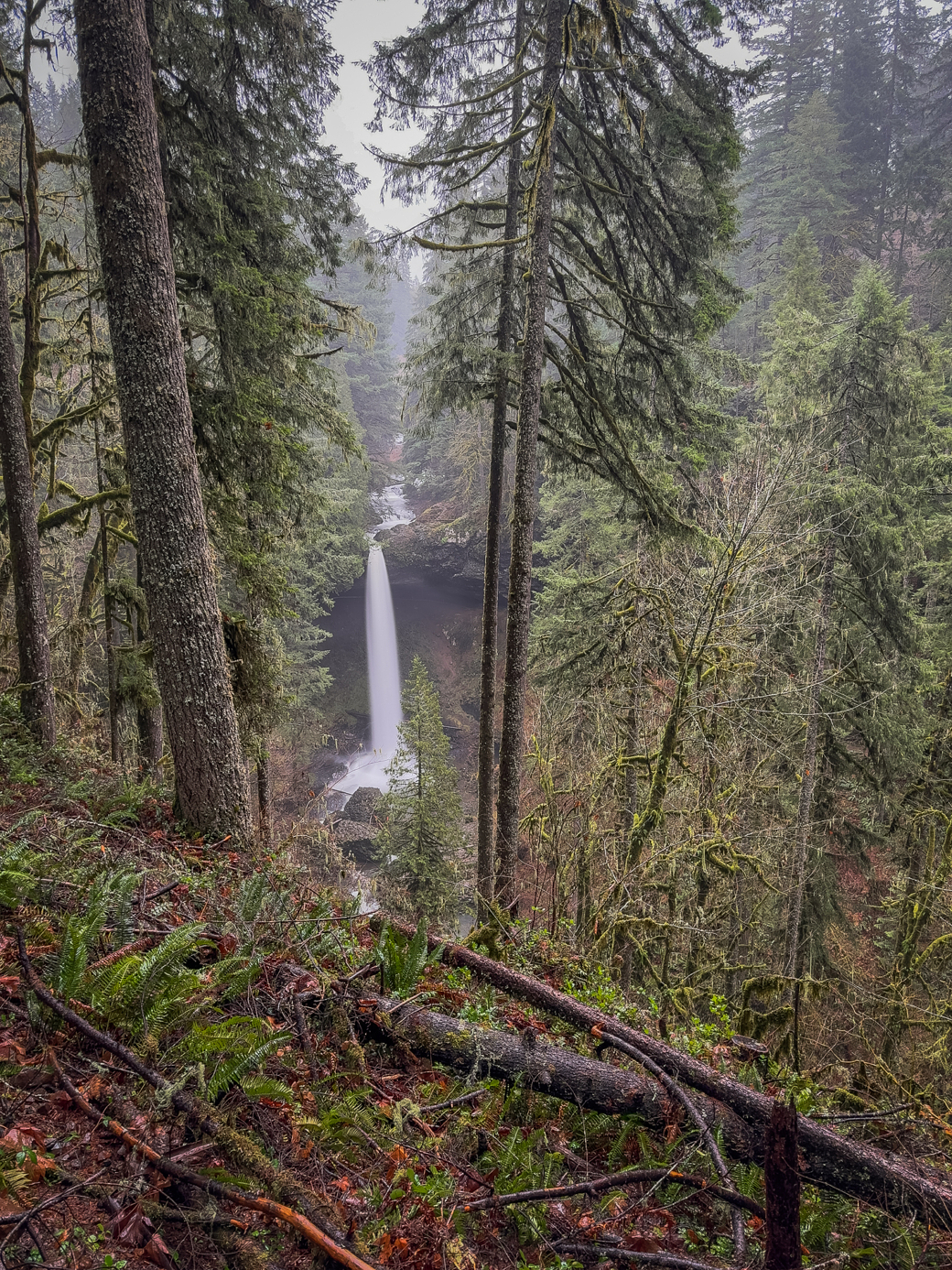 A waterfall surrounded by trees in a forest.