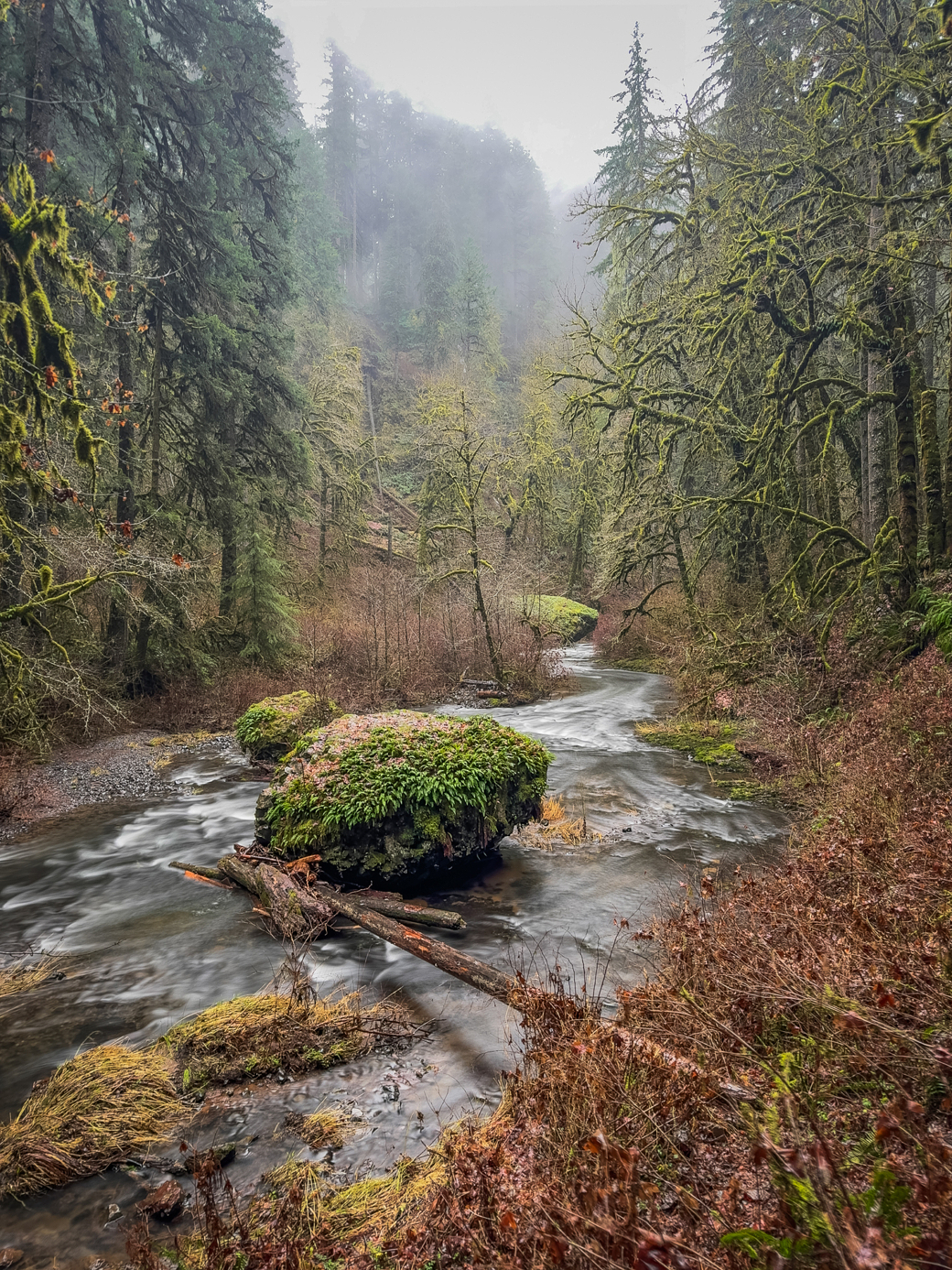 A river runs through a forest on a foggy day.